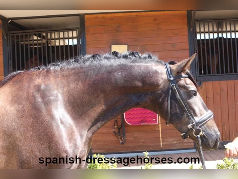 PRE Blandning Hingst 3 år 155 cm Grå in Barcelona