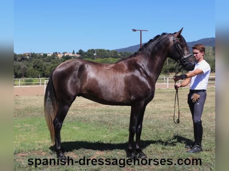 PRE Blandning Hingst 3 år 155 cm Grå in Barcelona