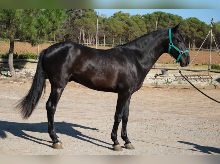 PRE Blandning Hingst 3 år 155 cm Svart in Hamburg