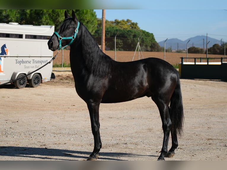 PRE Blandning Hingst 3 år 155 cm Svart in Hamburg