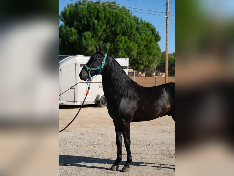 PRE Blandning Hingst 3 år 155 cm Svart in Hamburg