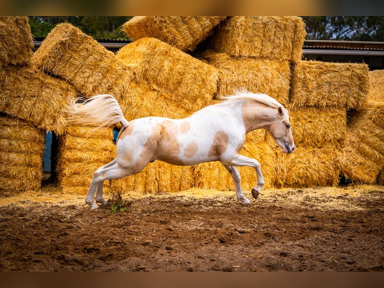 PRE Blandning Hingst 3 år 156 cm Tobiano-skäck-alla-färger in Valencia