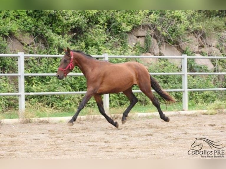 PRE Hingst 3 år 157 cm Brun in Barcelona