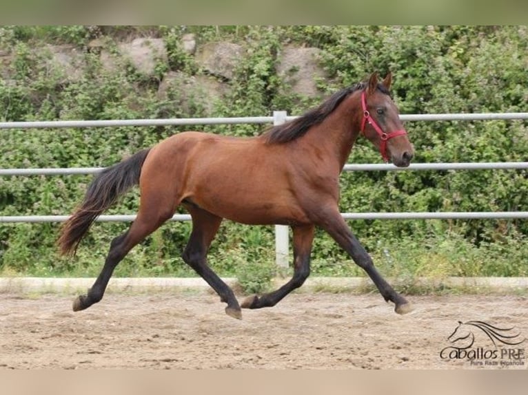 PRE Hingst 3 år 157 cm Brun in Barcelona