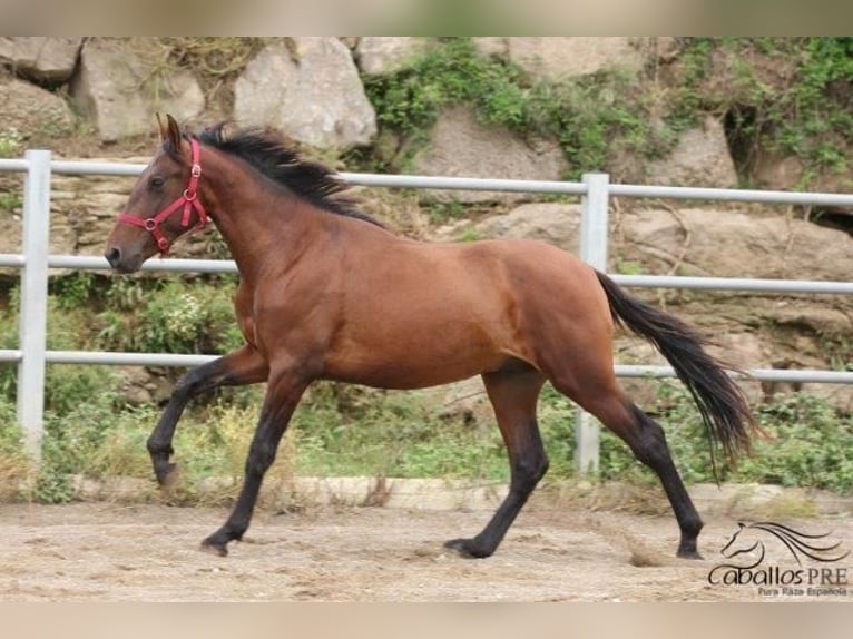 PRE Hingst 3 år 157 cm Brun in Barcelona