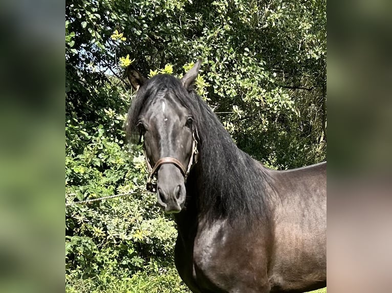 PRE Hingst 3 år 157 cm Svart in Weißenohe