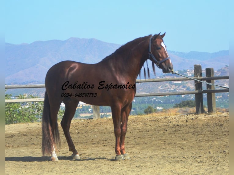 PRE Hingst 3 år 159 cm fux in Vejer de la Frontera