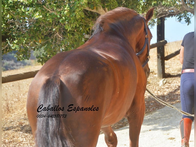 PRE Hingst 3 år 159 cm fux in Vejer de la Frontera