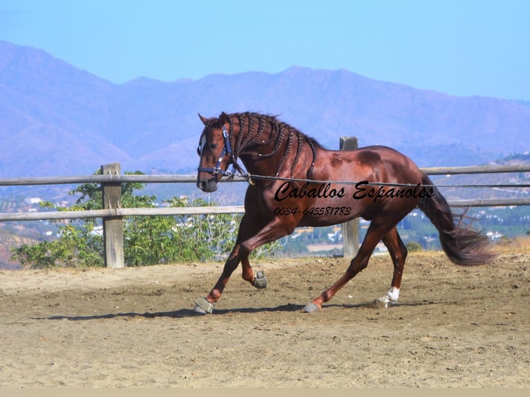 PRE Hingst 3 år 159 cm fux in Vejer de la Frontera