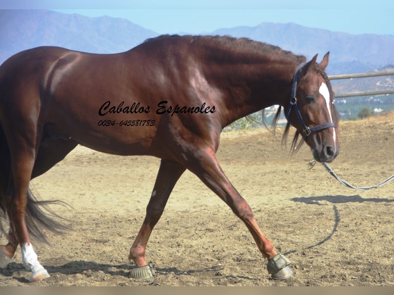 PRE Hingst 3 år 159 cm fux in Vejer de la Frontera