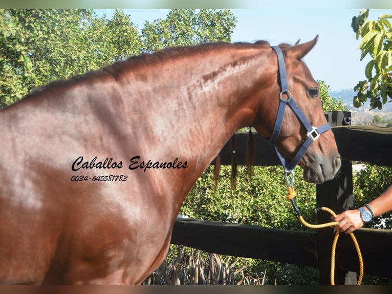 PRE Hingst 3 år 159 cm fux in Vejer de la Frontera