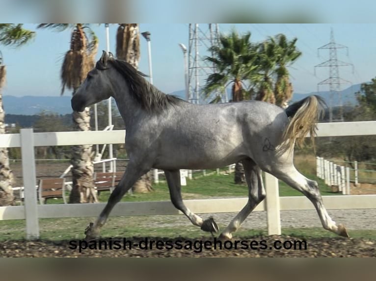 PRE Blandning Hingst 3 år 159 cm Grå in Barcelona