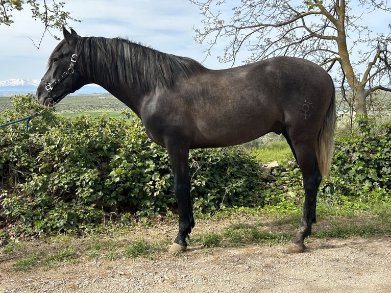 PRE Blandning Hingst 3 år 159 cm Grå in Baza