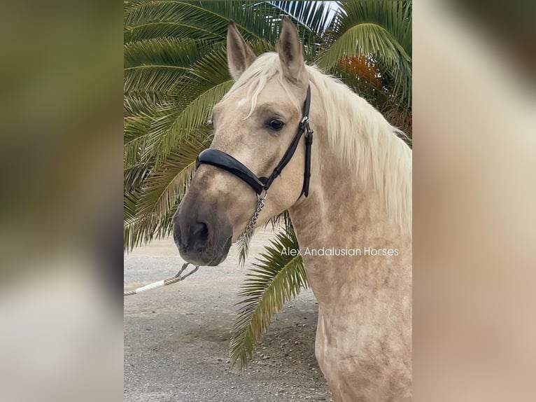 PRE Blandning Hingst 3 år 159 cm Palomino in Sevilla