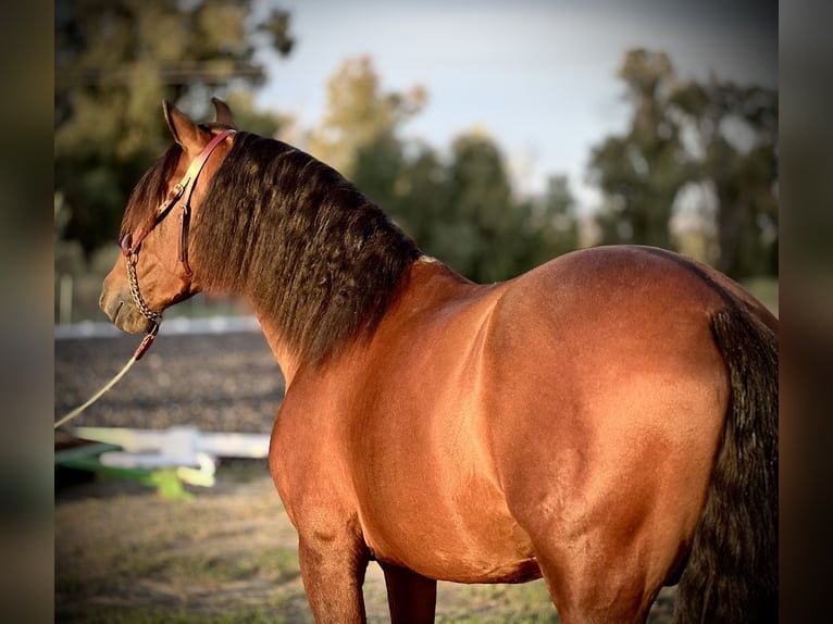 PRE Hingst 3 år 160 cm Brun in Malaga