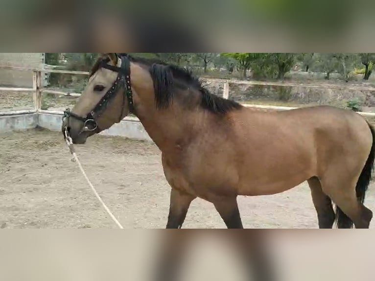 PRE Hingst 3 år 160 cm Brun in LAlcúdia