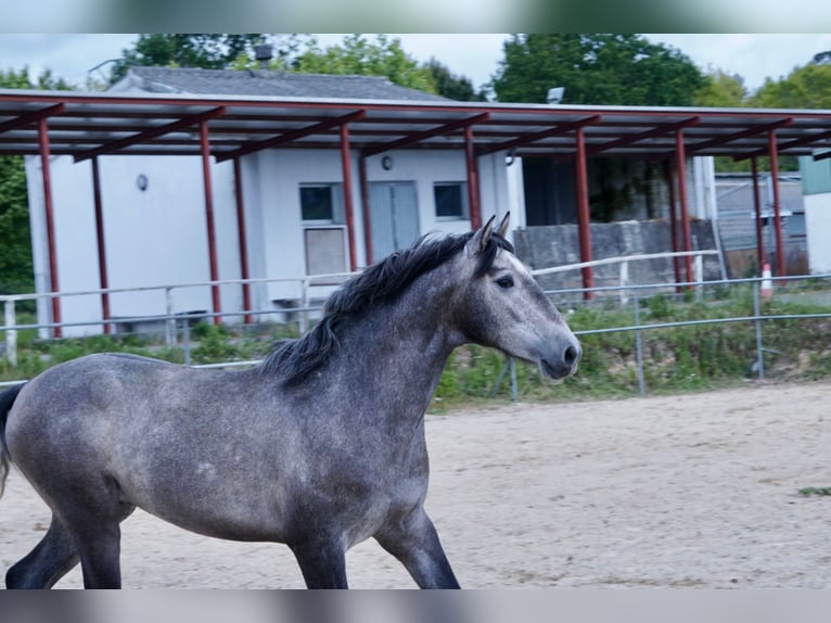 PRE Blandning Hingst 3 år 160 cm Grå in ArborVilamarín