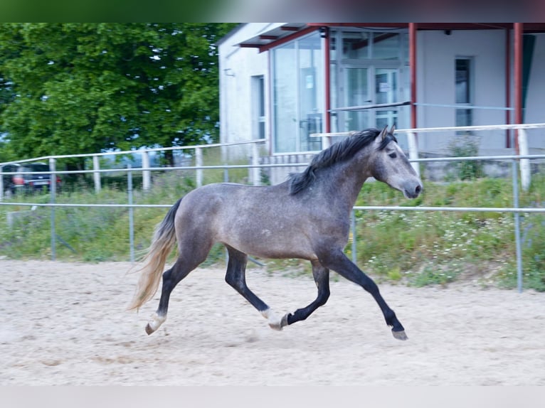 PRE Blandning Hingst 3 år 160 cm Grå in ArborVilamarín