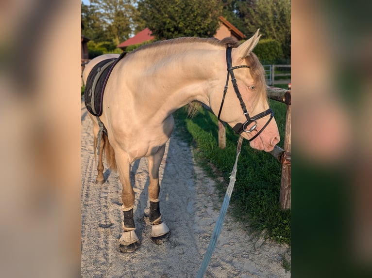 PRE Hingst 3 år 160 cm Pärla in Twistringen