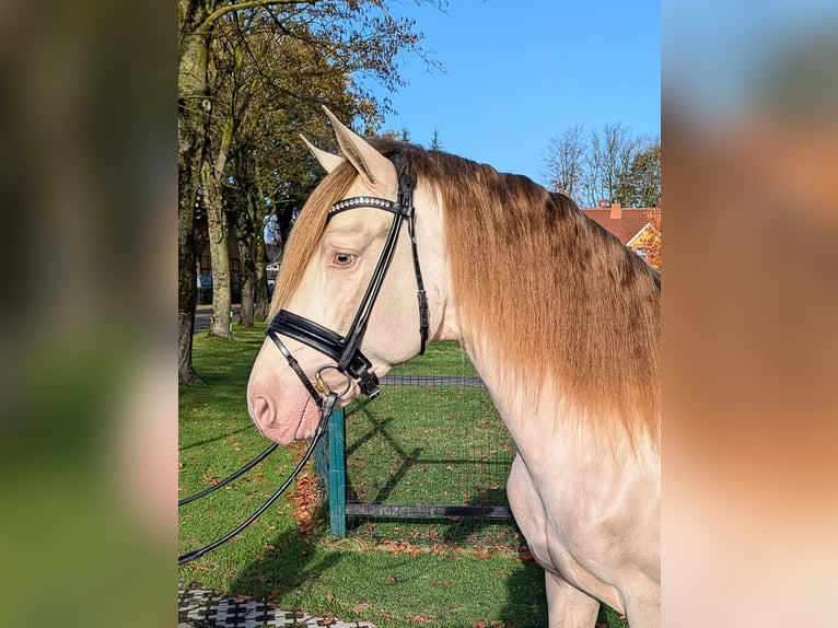 PRE Hingst 3 år 160 cm Pärla in Twistringen