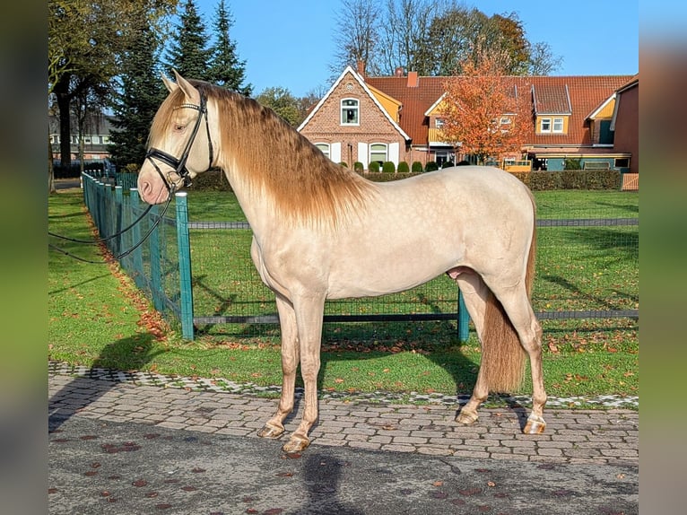 PRE Hingst 3 år 160 cm Pärla in Twistringen