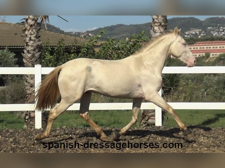 PRE Blandning Hingst 3 år 160 cm Perlino in Barcelona