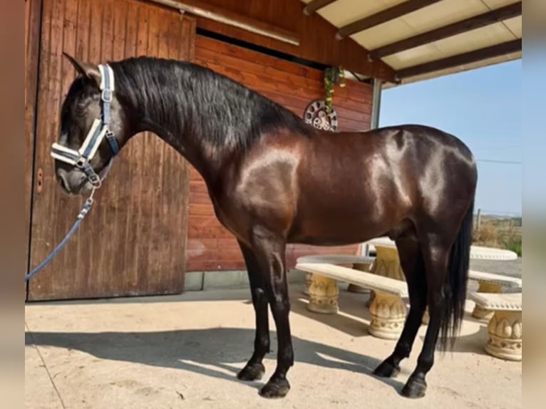 PRE Blandning Hingst 3 år 160 cm Svart in Martfeld