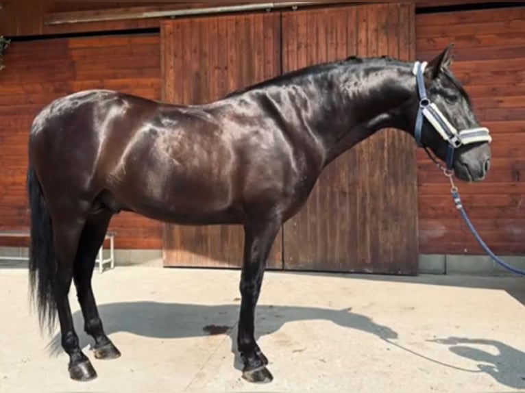 PRE Blandning Hingst 3 år 160 cm Svart in Martfeld