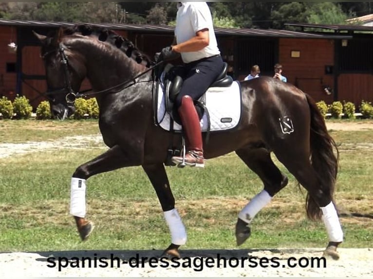 PRE Blandning Hingst 3 år 161 cm Fux in Barcelona