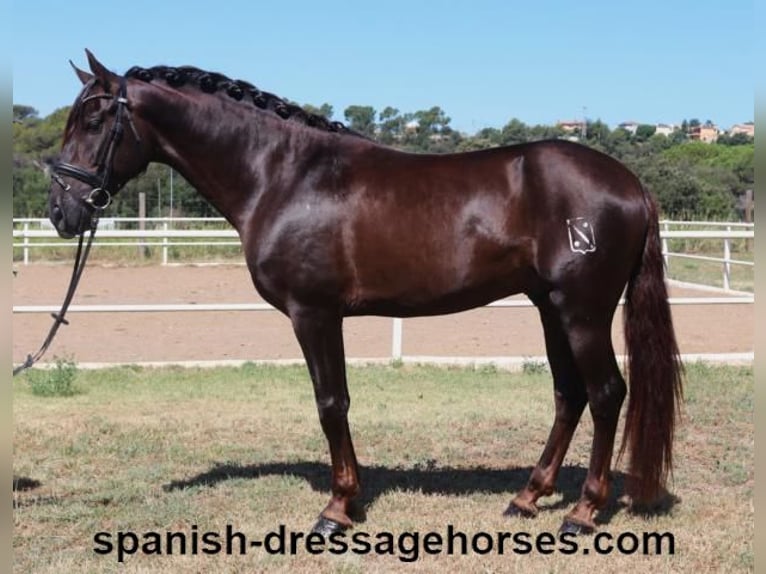 PRE Blandning Hingst 3 år 161 cm Fux in Barcelona