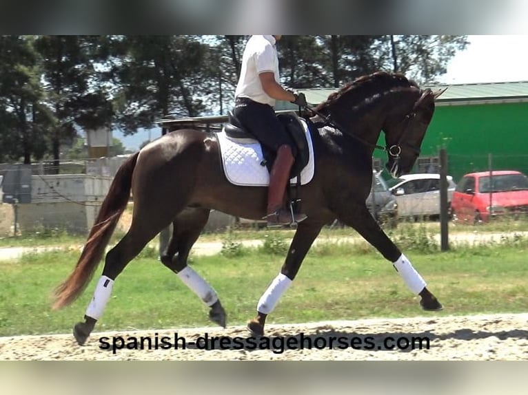 PRE Blandning Hingst 3 år 161 cm Fux in Barcelona