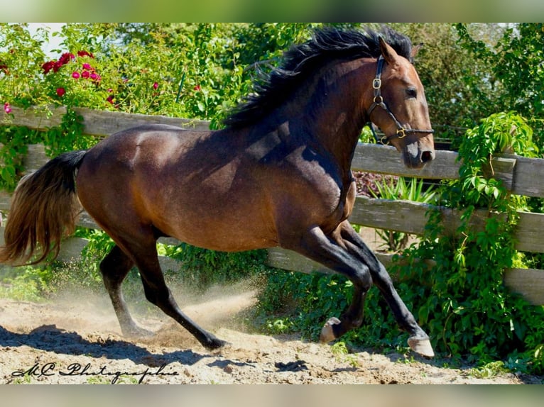 PRE Hingst 3 år 161 cm Kan vara vit in Polenz