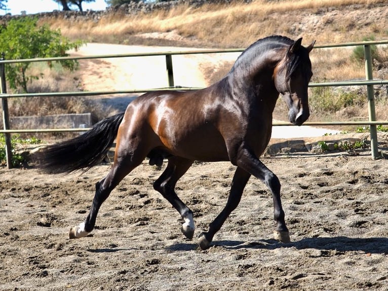 PRE Blandning Hingst 3 år 162 cm Brun in NAVAS DEL MADRONO