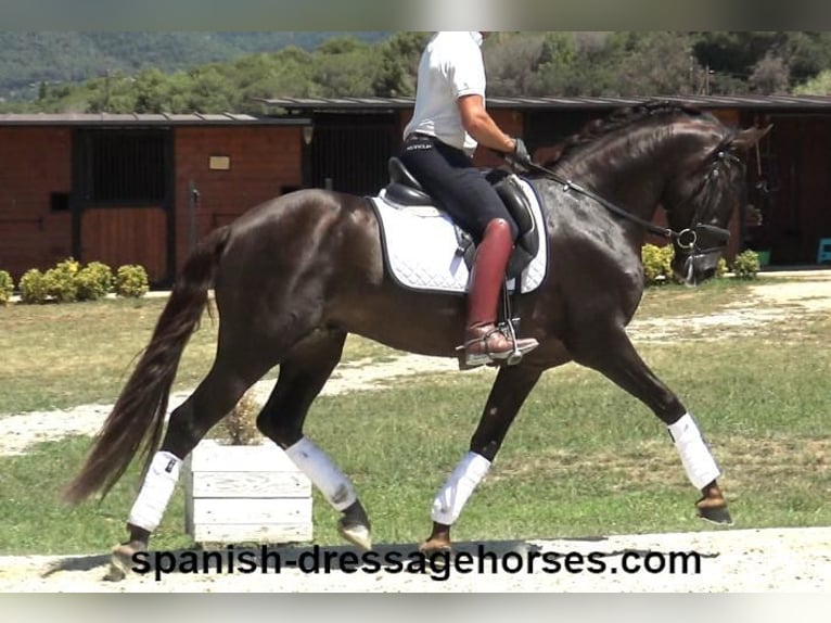 PRE Blandning Hingst 3 år 162 cm Fux in Barcelona