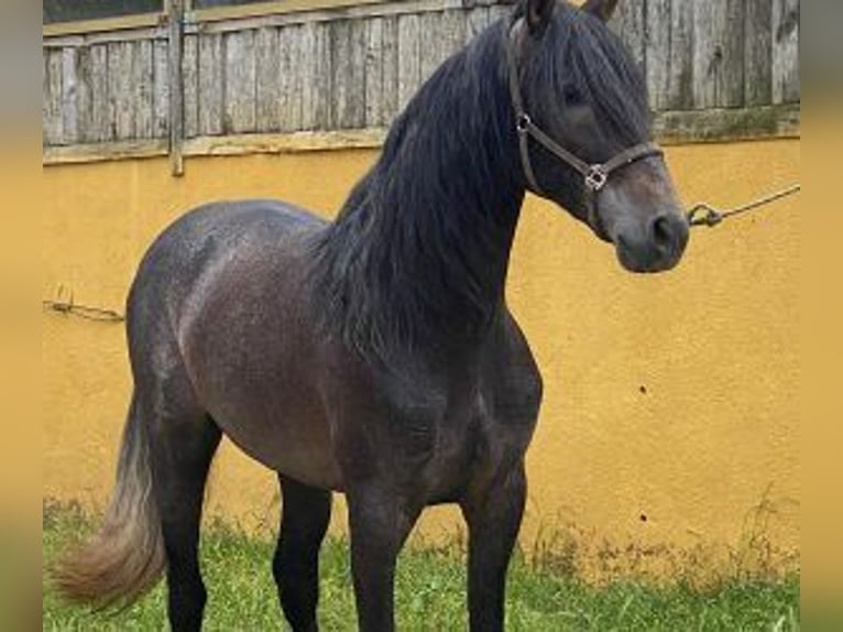 PRE Blandning Hingst 3 år 162 cm Grå in Malaga