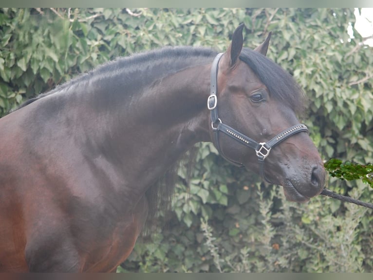 PRE Hingst 3 år 162 cm Mörkbrun in Bonavista