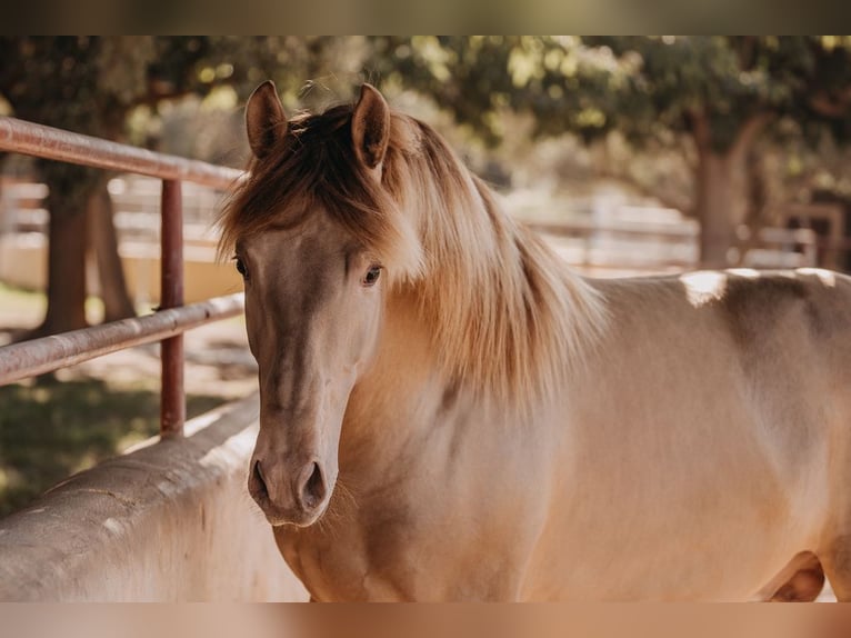 PRE Hingst 3 år 162 cm Pärla in Oliva