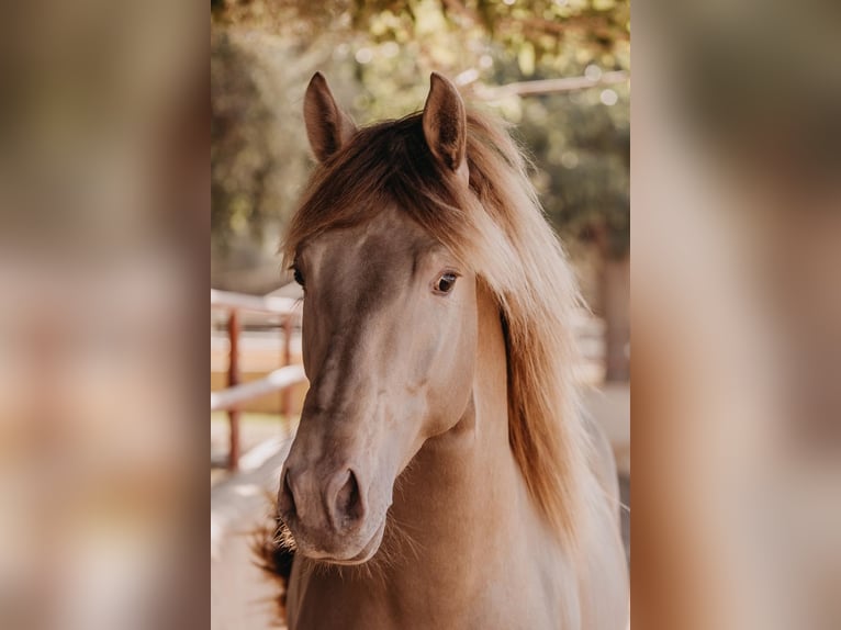 PRE Hingst 3 år 162 cm Pärla in Oliva
