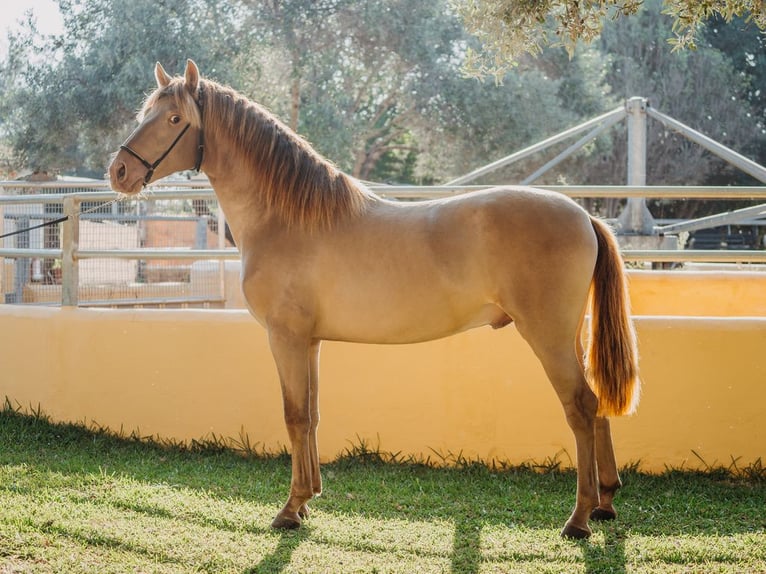 PRE Hingst 3 år 162 cm Pärla in Oliva