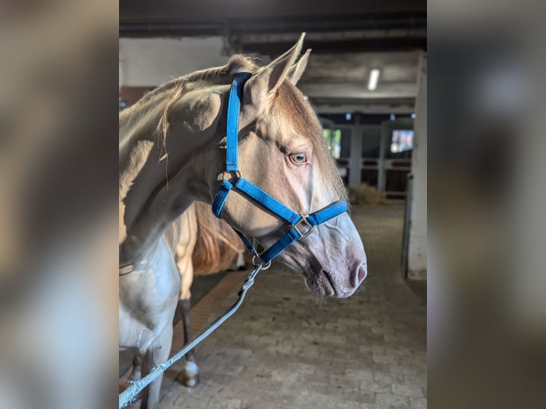 PRE Hingst 3 år 162 cm Pärla in Twistringen