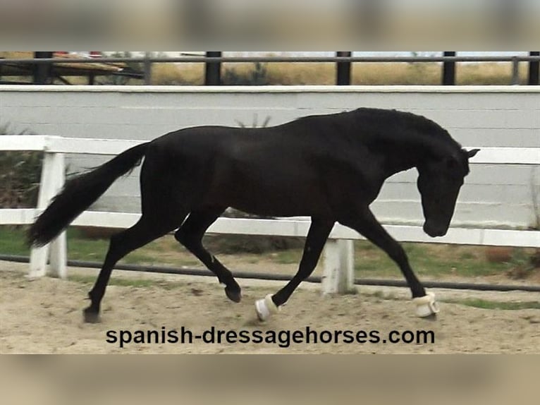 PRE Blandning Hingst 3 år 162 cm Svart in Barcelona