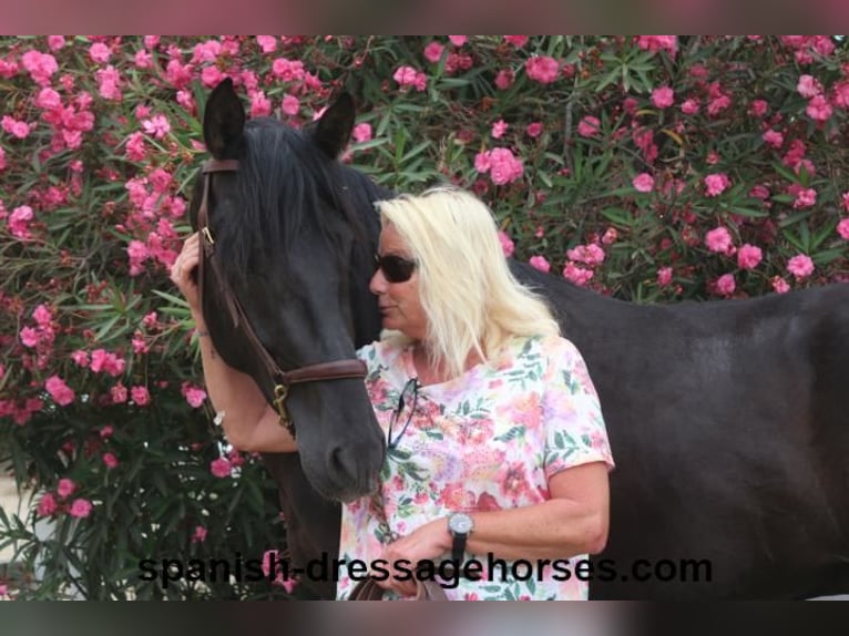 PRE Blandning Hingst 3 år 162 cm Svart in Barcelona