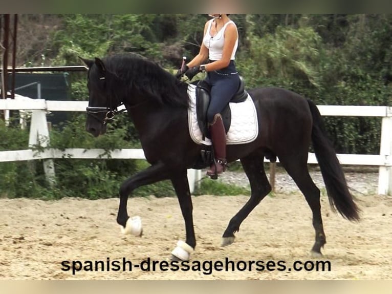 PRE Blandning Hingst 3 år 162 cm Svart in Barcelona