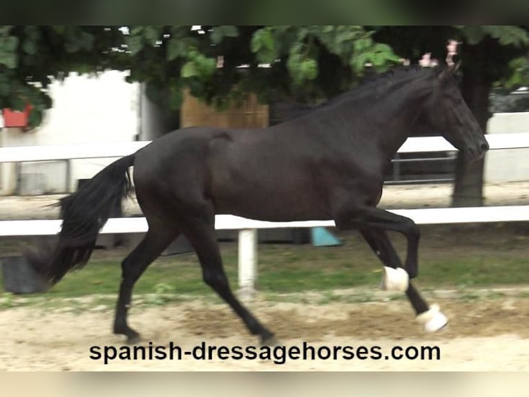 PRE Blandning Hingst 3 år 162 cm Svart in Barcelona