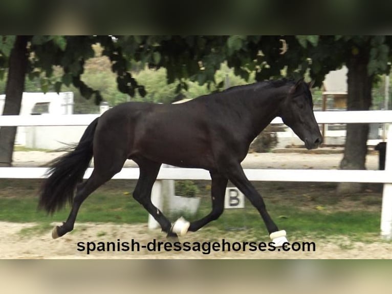 PRE Blandning Hingst 3 år 162 cm Svart in Barcelona