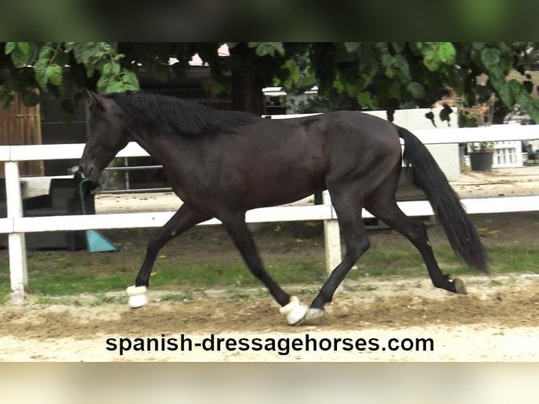 PRE Blandning Hingst 3 år 162 cm Svart in Barcelona