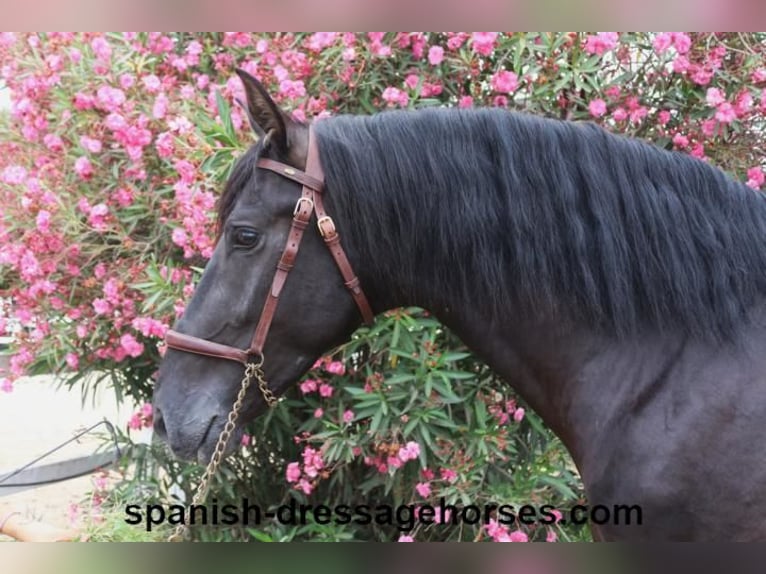 PRE Blandning Hingst 3 år 162 cm Svart in Barcelona