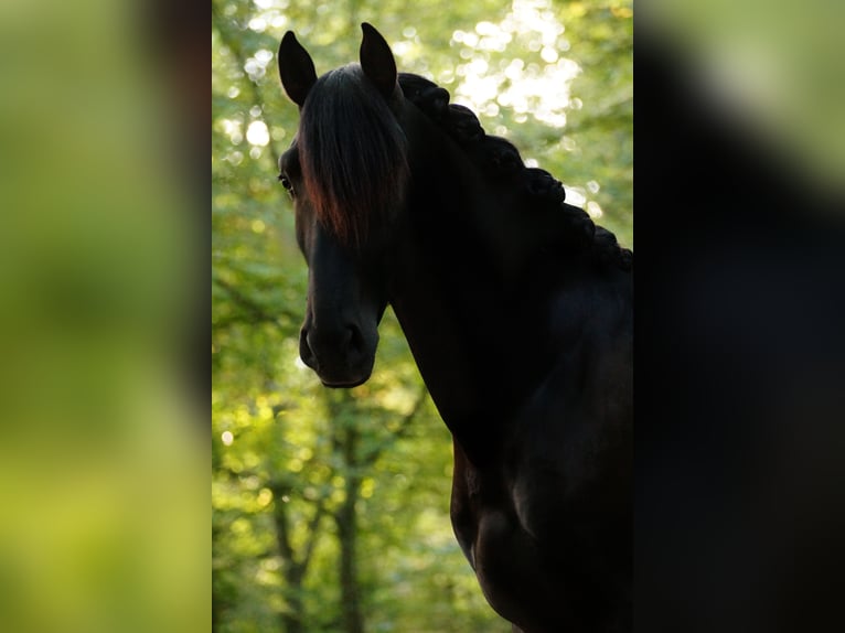 PRE Hingst 3 år 162 cm Svart in Markt Taschendorf