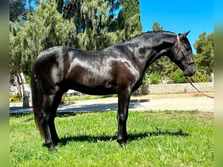 PRE Hingst 3 år 162 cm Svart in Markt Taschendorf