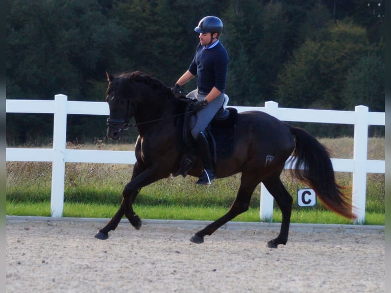 PRE Hingst 3 år 162 cm Svart in Markt Taschendorf